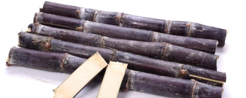 甘蔗的种植时间，以及栽培条件 甘蔗的种植时间,以及栽培条件视频