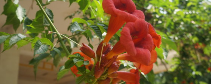 凌霄花耐不耐寒，有什么生长习性（凌霄花哪个品种最耐寒）