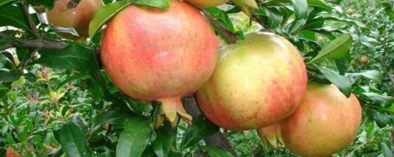 四季石榴栽培技术，注意及时灌水 石榴栽培管理要点