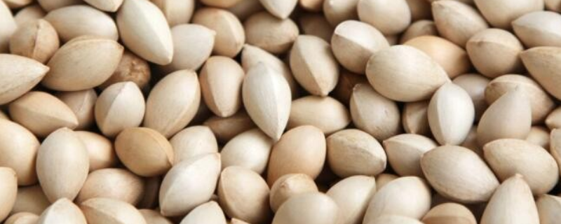 白果结果需要几年，白果的常见吃法有哪些