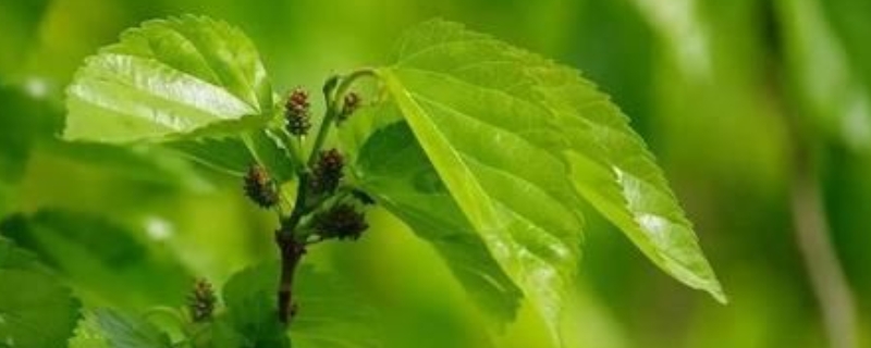 桑树种子种植方法，附桑树种子价格 桑树种子多少钱一斤