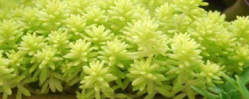 黄金万年草蔫了怎么办,注意要保证充足的光照