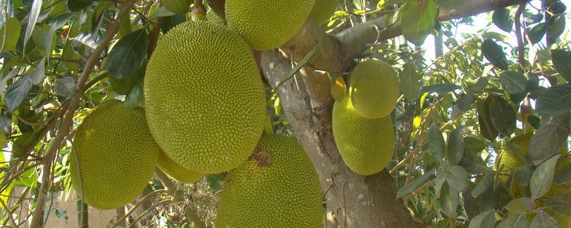 菠萝蜜实生苗结果需要几年,附菠萝蜜的生长环境