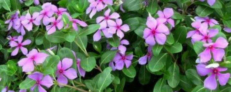 五叶梅的种植方法,繁殖方法主要是扦插和播种