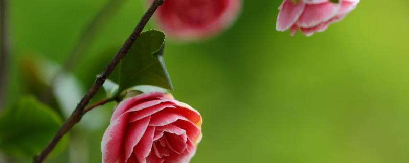 茶花冬天怎样养殖，保证充足的阳光（冬季养茶花怎么养）