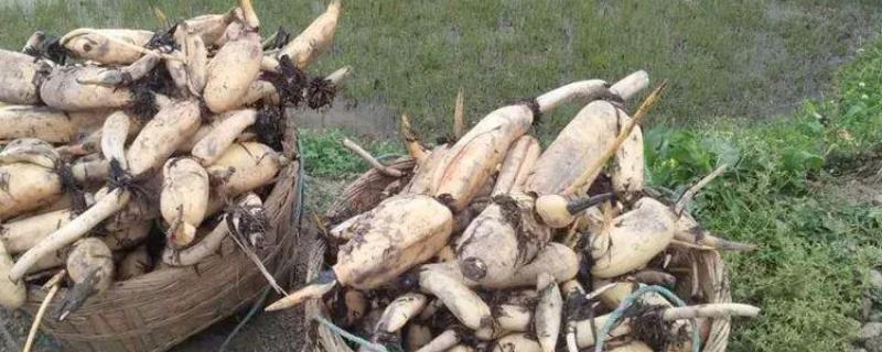 莲藕的繁殖方法,常用莲籽繁殖法(莲花用藕还是用莲子繁殖)