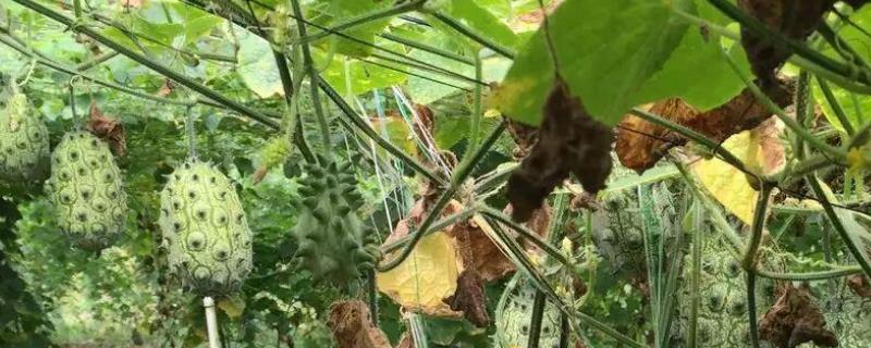 刺角瓜栽培技术,附移苗时间 角瓜种植时间及技术要点