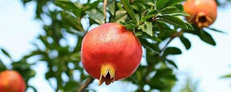 石榴树的寿命有多长,附石榴树的养护方法