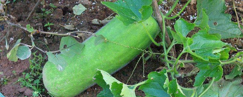 冬瓜可以生吃吗,冬瓜有哪些食用宜忌