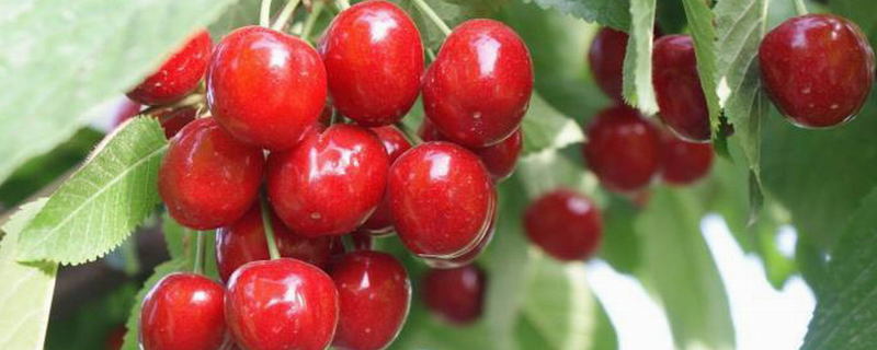 吉塞拉6结果需要几年，附其基本介绍 吉塞拉6好还是12好