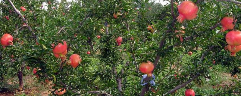 大红袍石榴树结果需要几年,附其品种特性