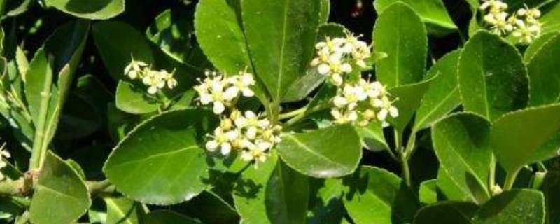 大叶黄杨种植方法，附繁殖方法 大叶黄杨移栽技术