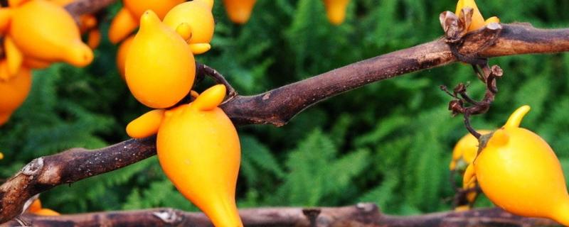 黄晶果多少钱一斤,附种植前景和风险