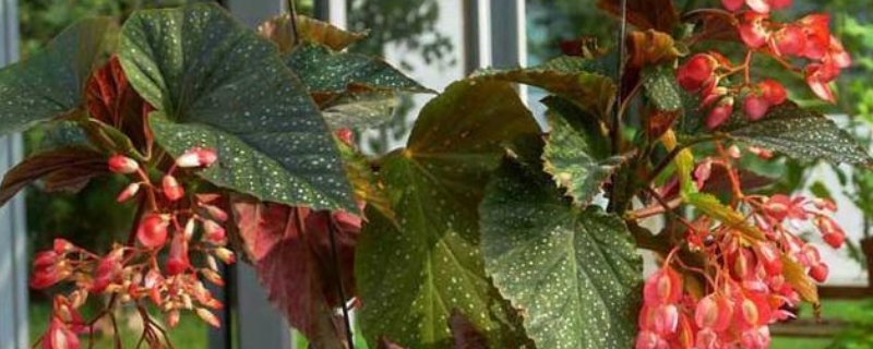 竹节海棠种植方法，附繁殖方法（竹节海棠的种植方法）