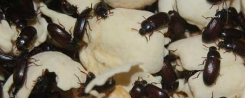 九龙虫可不可以生吃，九龙虫是什么 九龙虫能吃吗?