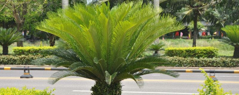 铁树的养殖方法和注意事项 夏天铁树的养殖方法和注意事项