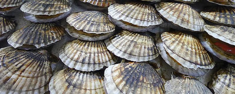 扇贝和花蛤有什么不同,死花蛤能吃吗