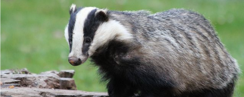 獾爱吃什么食物，獾的种类有哪些（狗獾喜欢吃什么食物）
