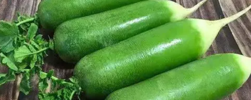 水果萝卜的播种时间，怎样防治病虫害