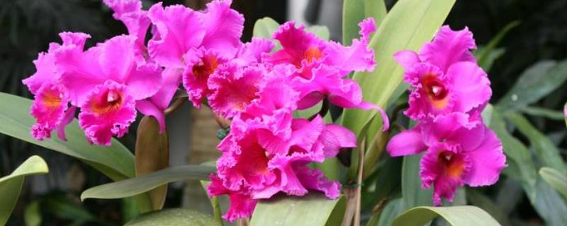 卡特兰的养殖方法，附生长习性（卡特兰的养殖方法和注意事项）