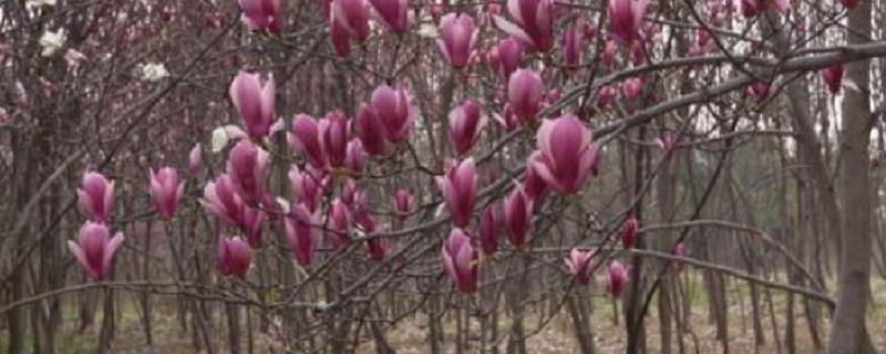 玉兰种子怎么种，3-5月发芽率高 新种的玉兰花什么时候发芽