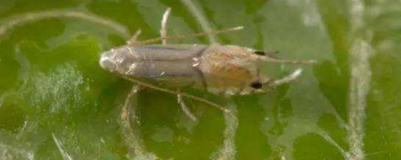 哪些农药可防治潜叶蛾，附其物理防治方法