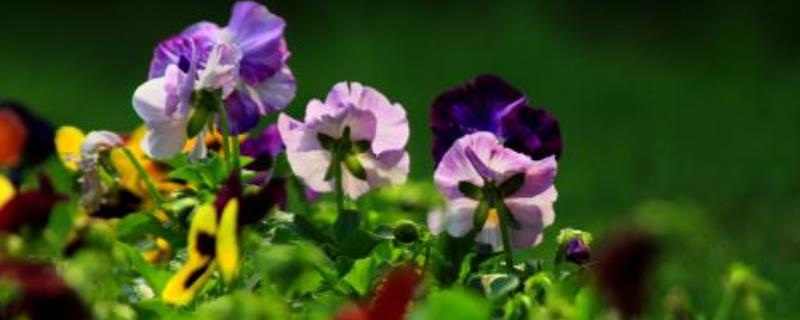 三色堇的花语和传说有哪些（三色堇多肉花语和传说）