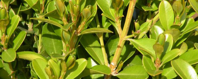小叶黄杨种植方法，附栽培价值（大叶黄杨栽培技术）
