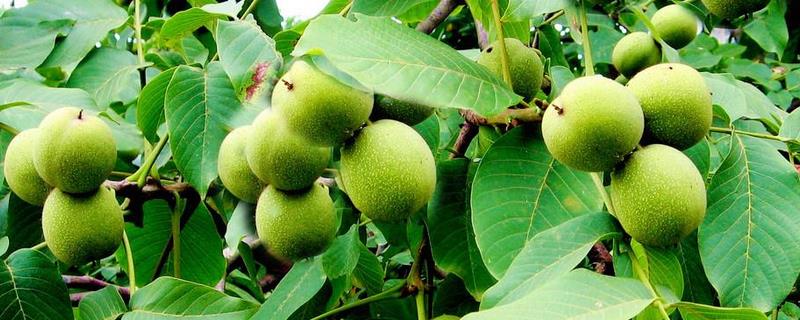 核桃树结果需要几年,附核桃树的生长习性和栽培技术