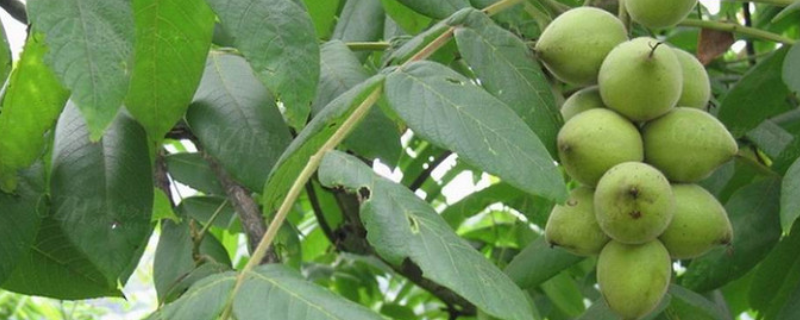 野核桃的成熟时间，有哪些生长习性（核桃成熟期在哪月份）