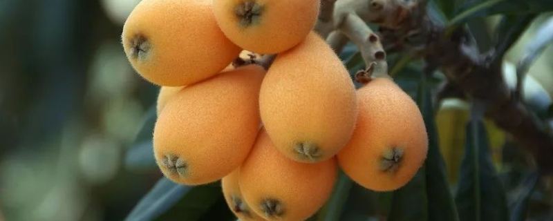 江西枇杷的成熟时间,附枇杷的由来 枇杷成熟时期