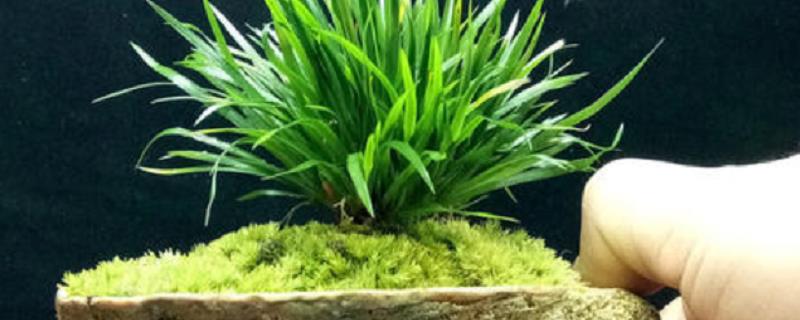 菖蒲冬季怎么养护，耐寒性较好（菖蒲耐低温吗）