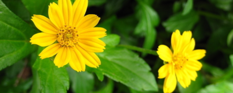 野菊花的花期，附其分布范围 野菊花生长条件