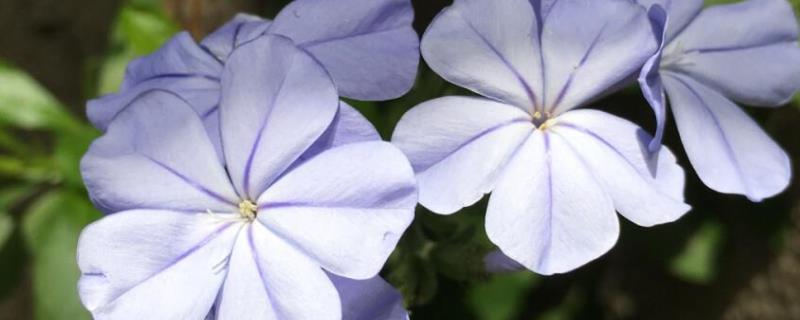 蓝雪花的养殖方法 盆栽蓝雪花的养殖方法