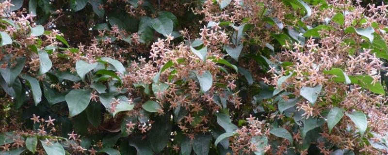 苹婆的种植技术，附生长习性（苹婆种植前景）