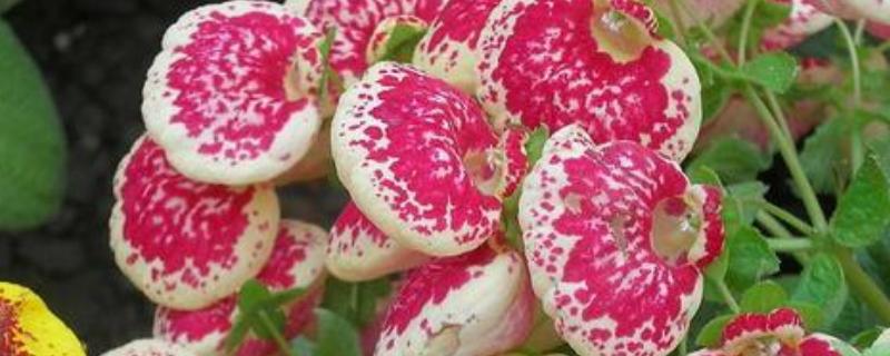 荷包花的养殖方法，附生长特性 荷包牡丹盆栽如何养殖