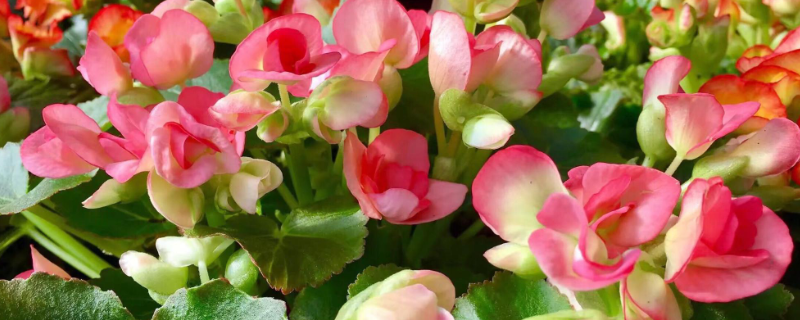 丽格海棠的养殖方法，附生长习性 丽格海棠的生长环境