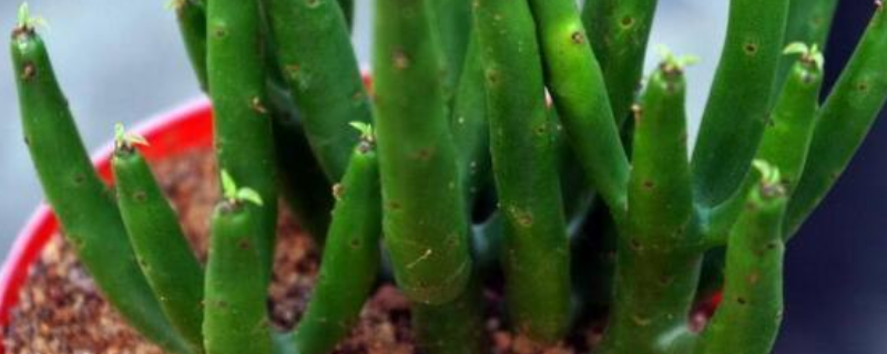 光棍树怎么养，光棍树的生长习性 光棍树如何栽培