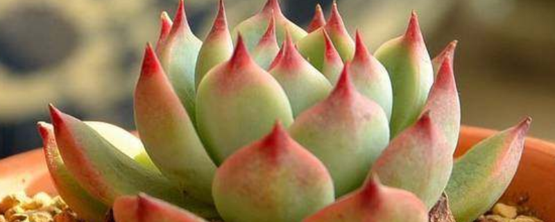 吉娃莲的养殖方法,吉娃莲的成长习性