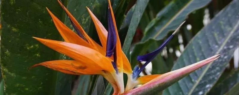 天堂鸟的花期，其花语是什么（天堂鸟植物花语是什么意思）