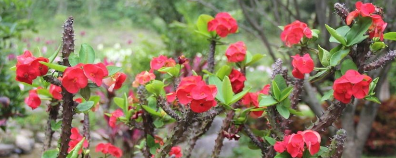 虎刺梅的养殖方法和注意事项,附生长习性
