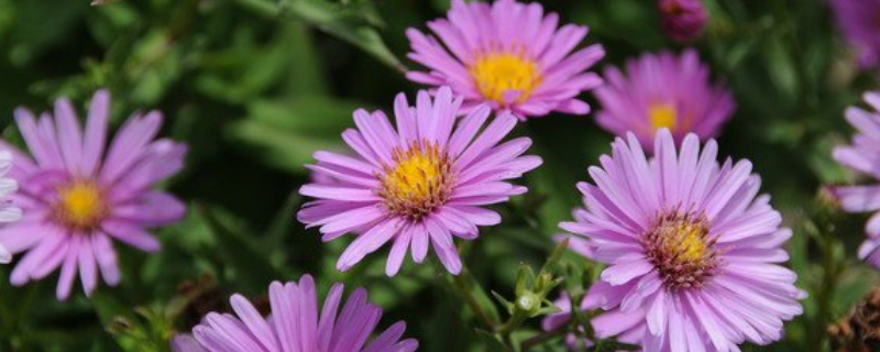 荷兰菊的养殖方法和注意事项,附生长习性