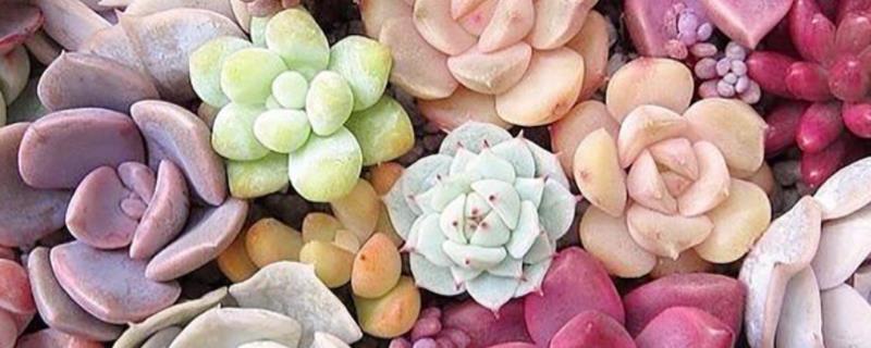 艾伦多肉植物养殖方法,注意要保持充足的日晒