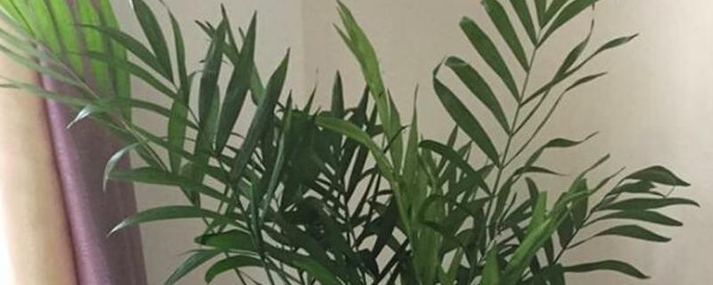 夏威夷椰子的养殖方法，附注意事项 夏威夷椰子的养殖方法和注意事项