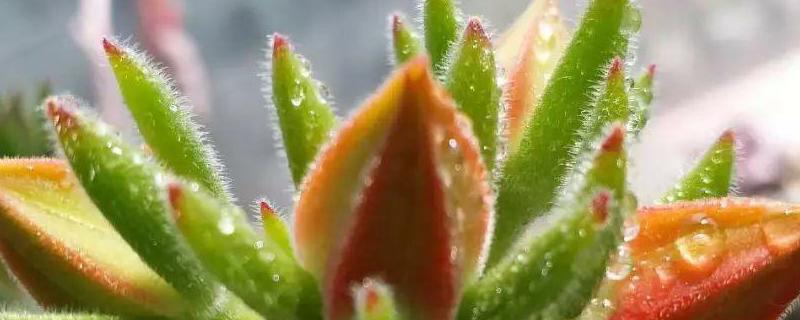 红辉艳的养殖方法，附注意事项 艳日辉养殖方法