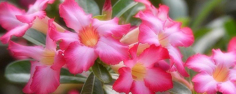 沙漠玫瑰冬季养殖方法，详细介绍 沙漠玫瑰栽培方法