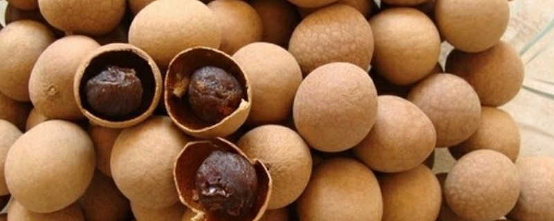 桂圆一般何时上市，常见的桂圆品种有哪些