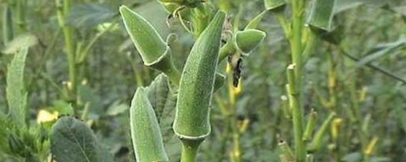 秋葵的上市时间，秋葵怎么吃（秋葵啥时候有）