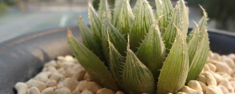 水晶掌的养殖方法,附生长习性 水晶掌开花