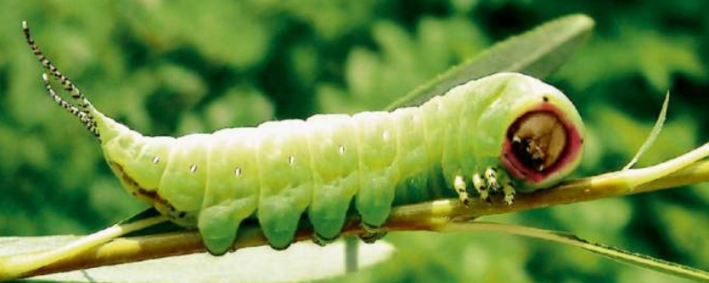 毛毛虫有哪些天敌,附毛毛虫的防治方法